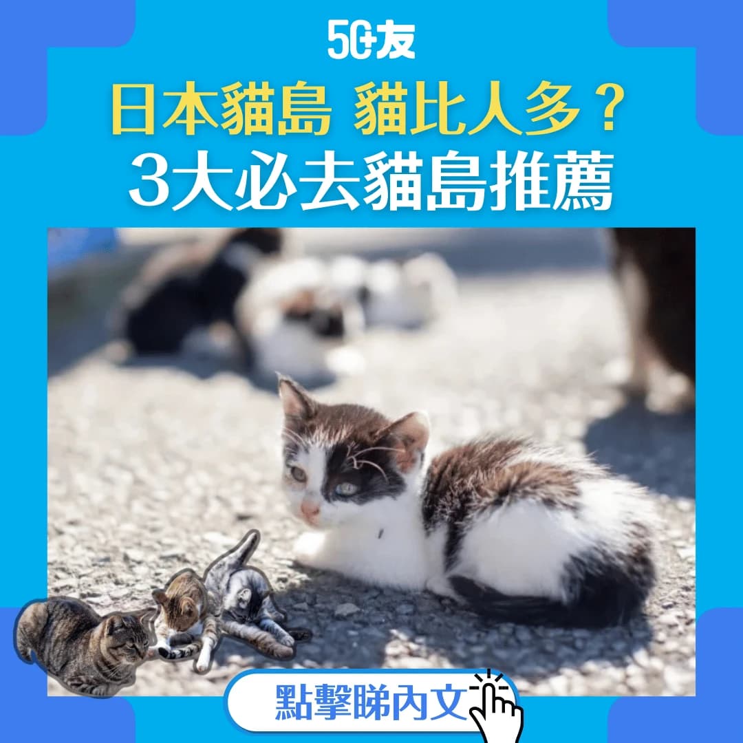 【日本貓島】東京出發！3大必去貓島推薦 (附交通攻略)