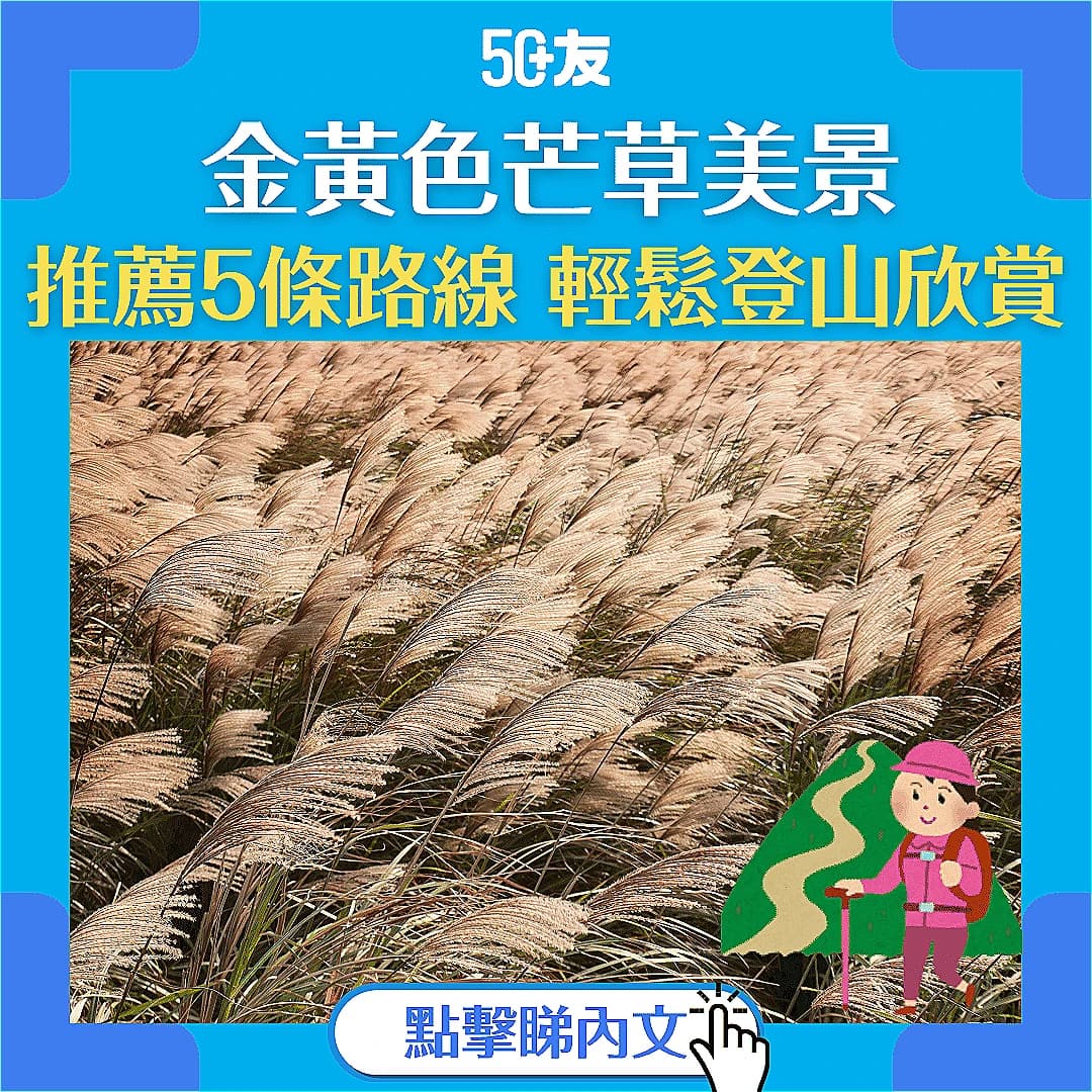 【芒草季節】5條行山路線欣賞芒草景色 新手老手皆宜