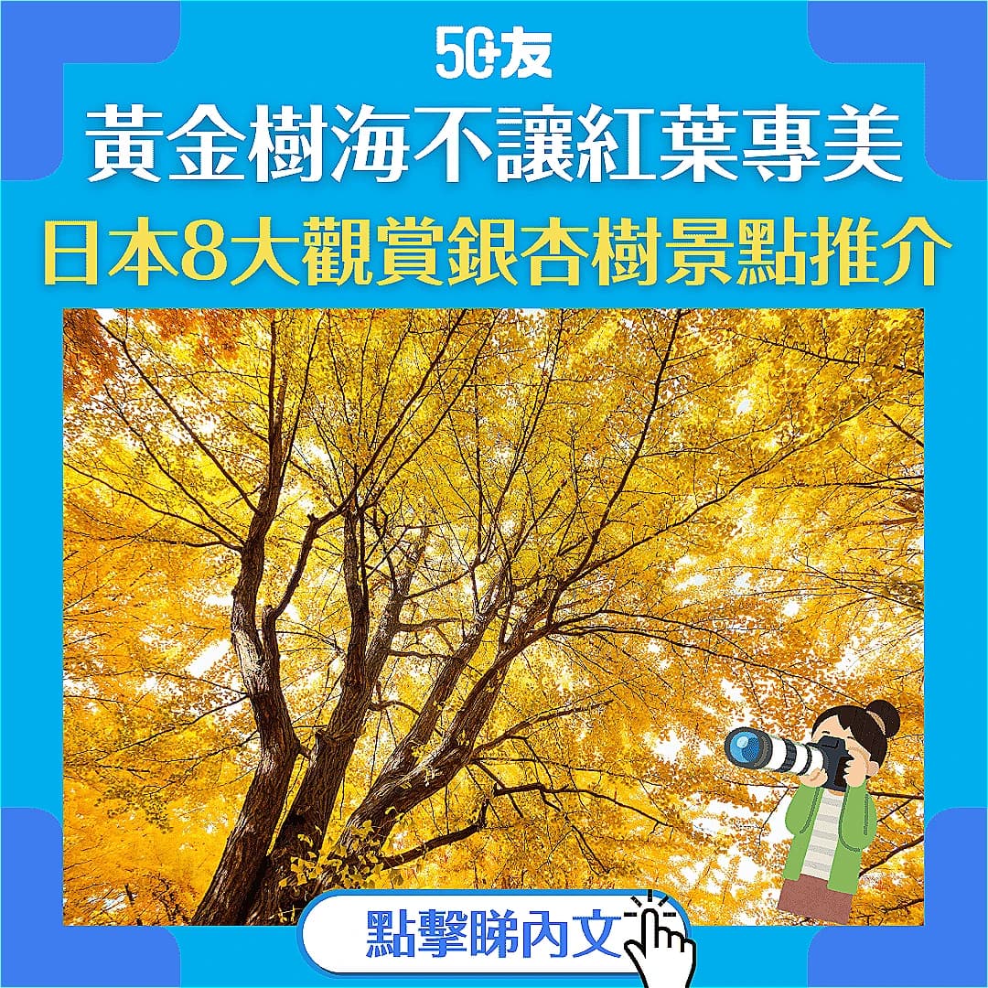 【日本黃金銀杏】推薦日本銀杏勝地 觀賞壯麗黃金樹海