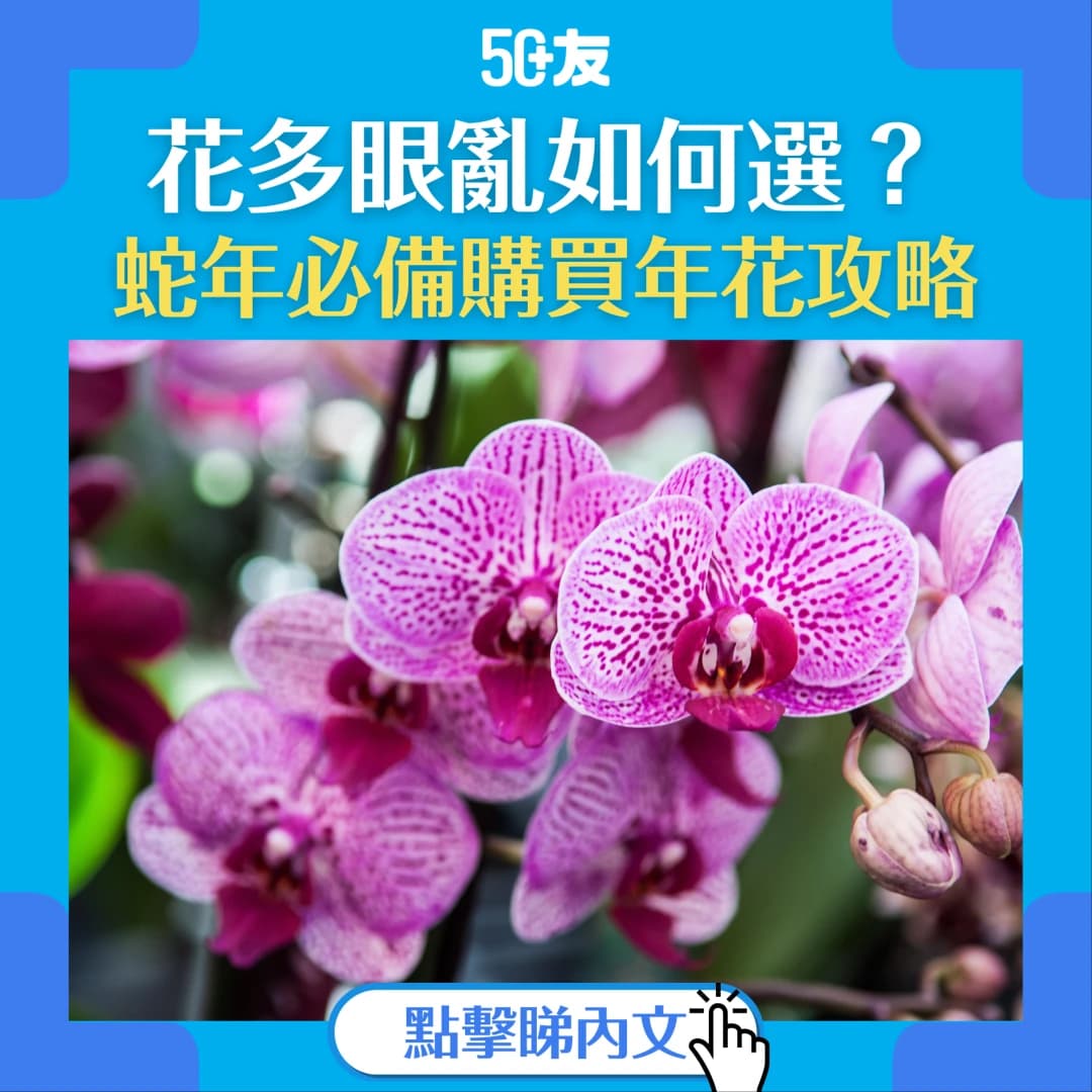 【2025年花攻略】教你挑選合適年花 過年增添家居生氣