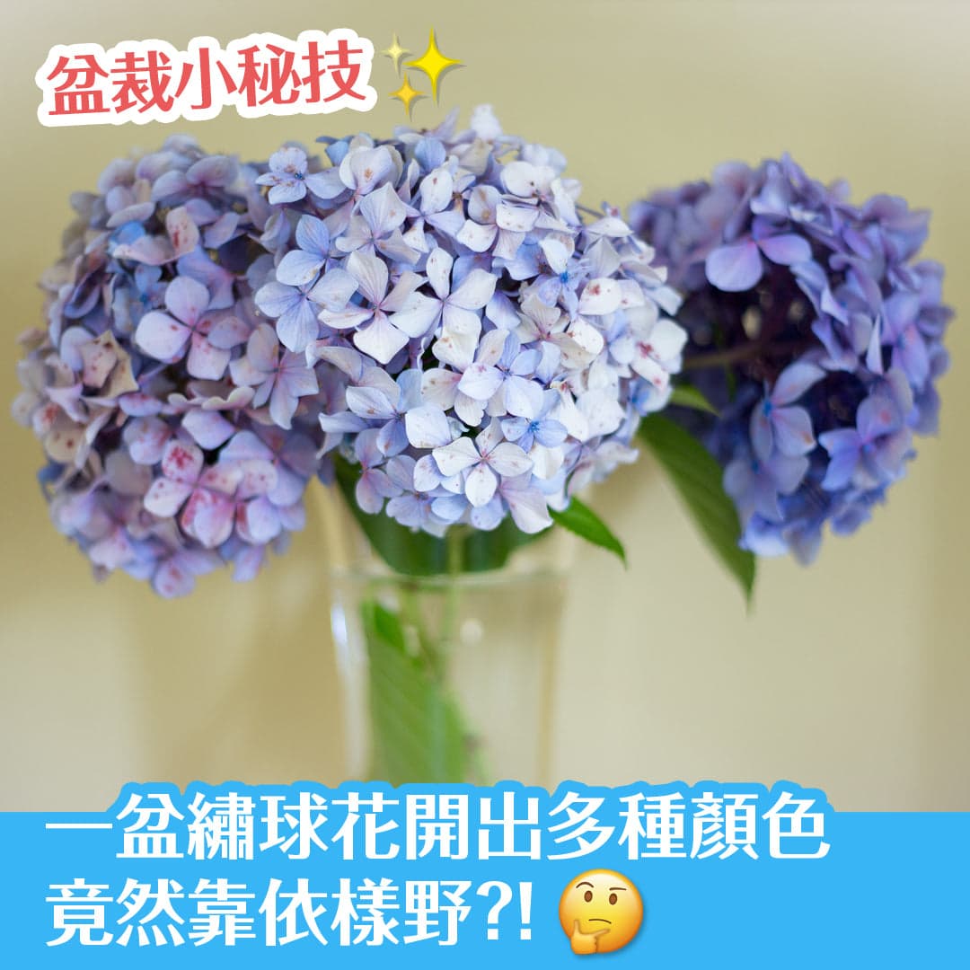 盆裁小秘技，一盆繡球花開出多種顏色竟然靠依樣野？！