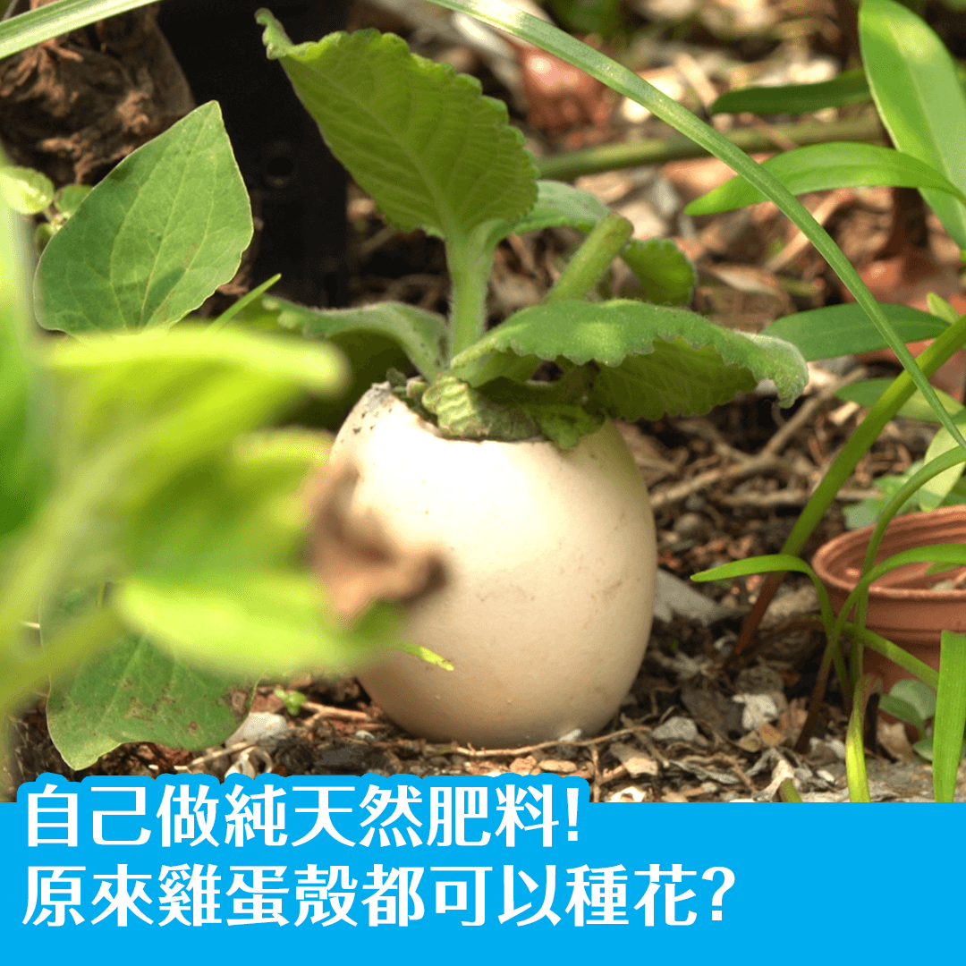 自己做純天然肥料！原來雞蛋殼都可以種花？
