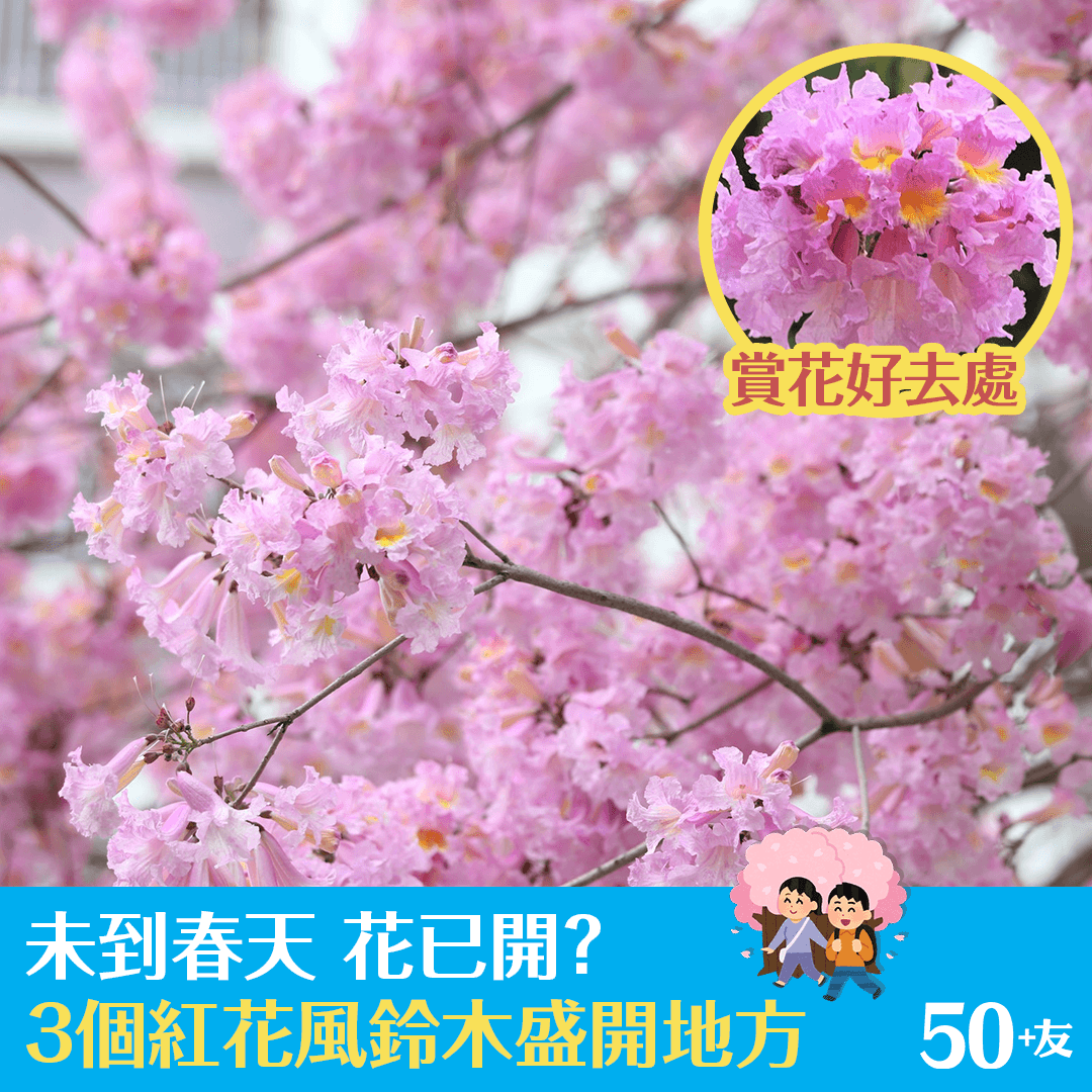 到春天 花已開？ 3個紅花風鈴木盛開地方