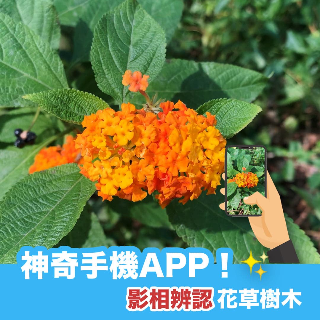 神奇手機APP！影相辨認花草樹木