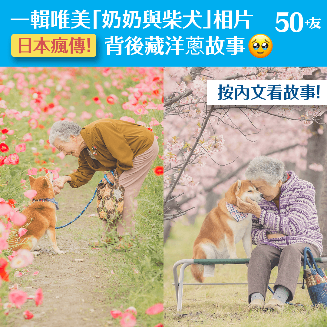 一輯唯美「奶奶與柴犬」相片 背後藏洋蔥故事