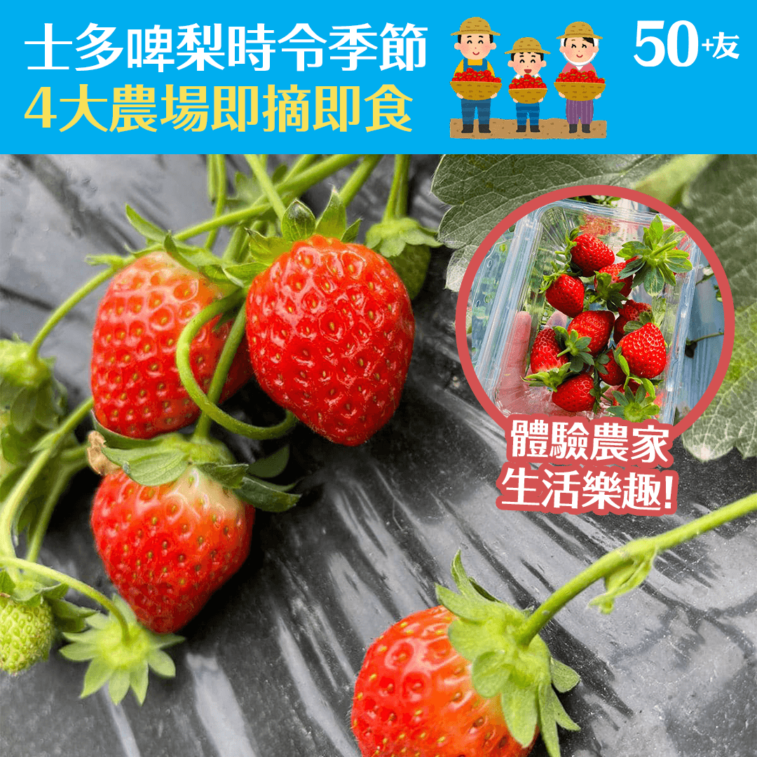 士多啤梨時令季節 4大農場即摘即食